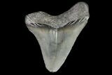 Juvenile Megalodon Tooth - Georgia #101400-1
